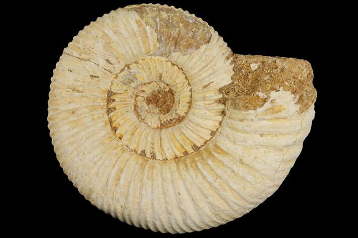 Perisphinctes Ammonite - Jurassic #100220